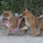 リードで遊ぶ柴犬の子犬たち