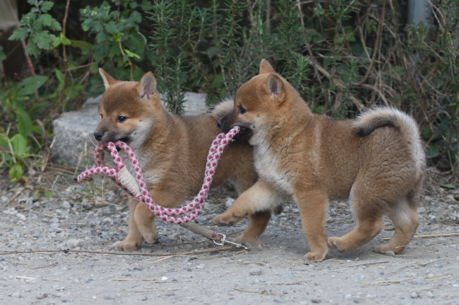 リードで遊ぶ柴犬の子犬たち