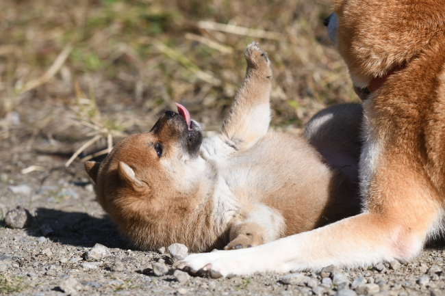 子犬が間違ったことをすると叱って教える柴犬ムギ