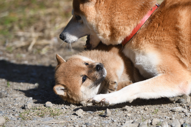 子犬が間違ったことをすると叱って教える柴犬ムギ