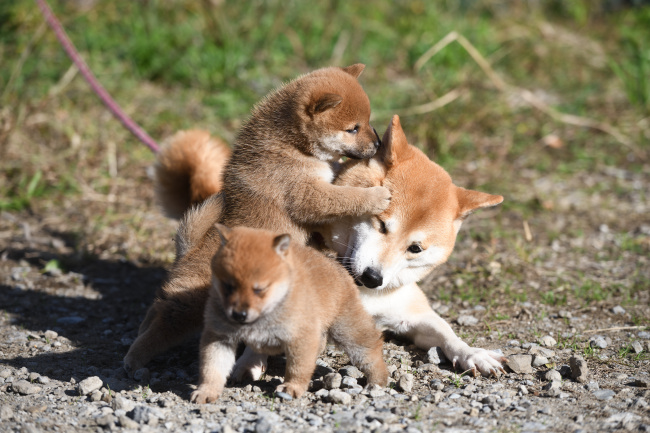 お母さんと遊ぶ柴犬の子犬たち