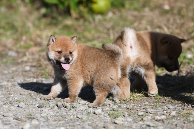 ニコニコ顔で遊ぶ柴犬の子犬