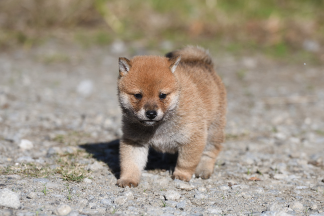 こちらをジーっと見つめる柴犬の子犬