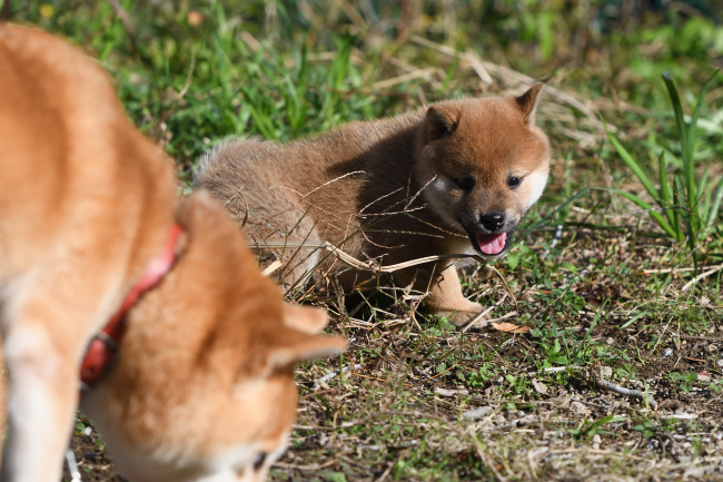 お母さんと遊ぶ柴犬の子犬たち