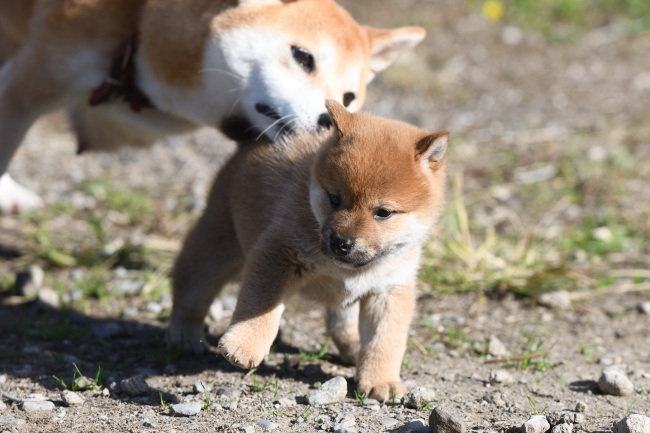 お母さんと遊ぶ柴犬の子犬たち