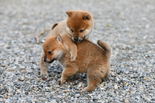 犬ずもうをする柴犬の子犬たち