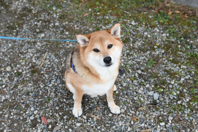 柴犬仁くん5歳の写真
