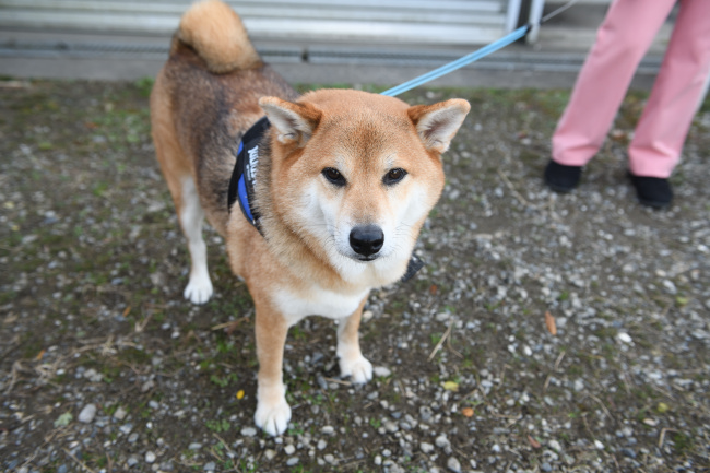 柴犬仁くん5歳の写真