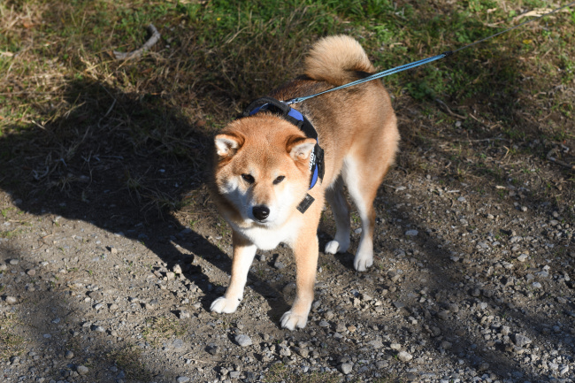 柴犬仁くん5歳の写真