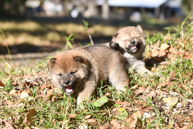 12月13日の柴犬の3兄妹の写真