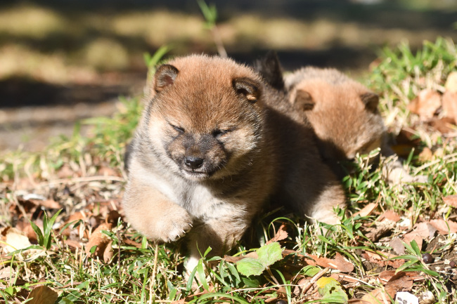 12月13日の柴犬の3兄妹の写真