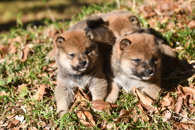 12月13日の柴犬の3兄妹の写真
