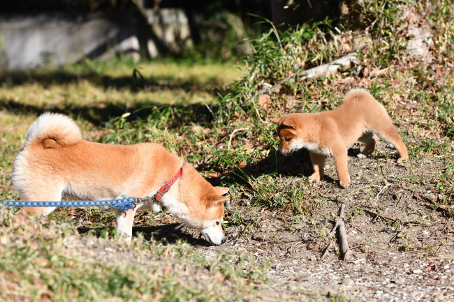 柴犬響（おと）くんとお母さん