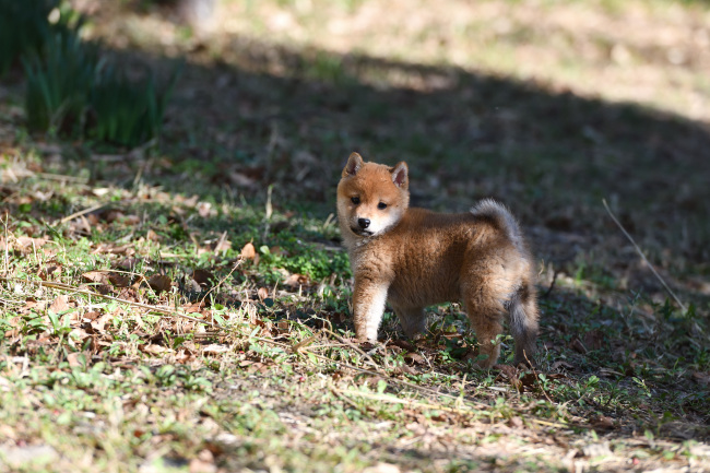 柴犬響（おと）くん