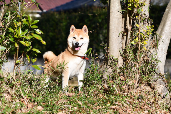 子供の見守りをしている母親のムギ