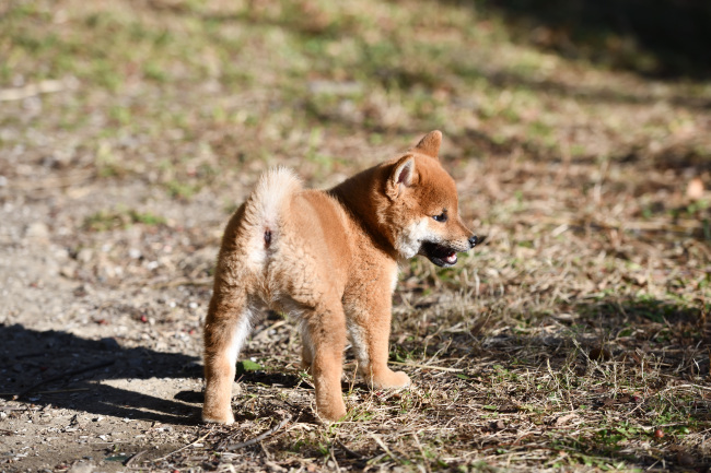 柴犬響（おと）くん