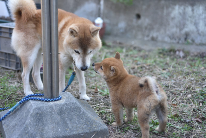 お祖父ちゃんの源太くんと遊ぶ柴犬の子犬