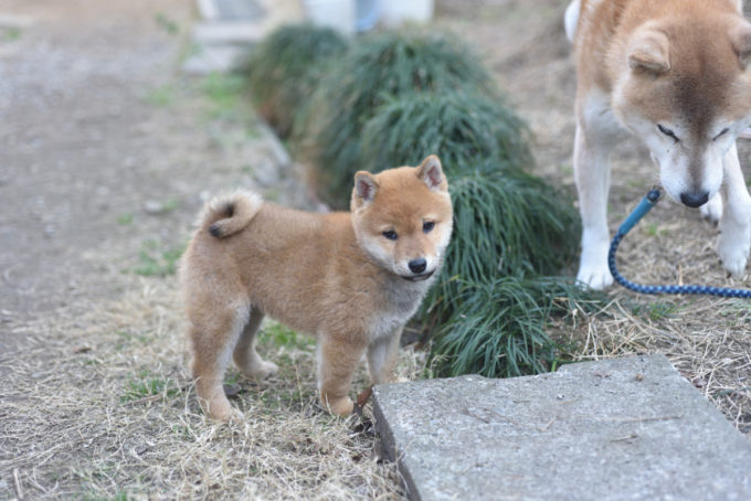 お祖父ちゃんの源太くんと遊ぶ柴犬の子犬