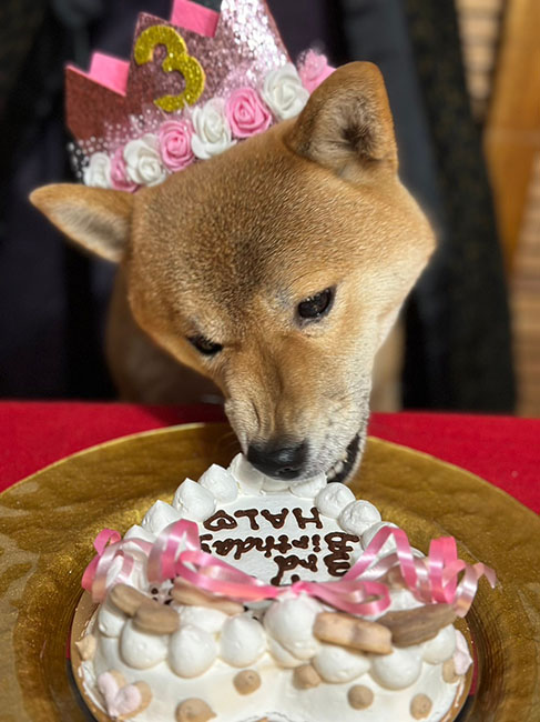 お誕生日ケーキを食べる柴犬ハルちゃん