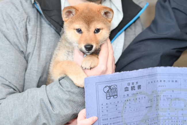 柴犬そらちゃんの日本犬保存会血統書