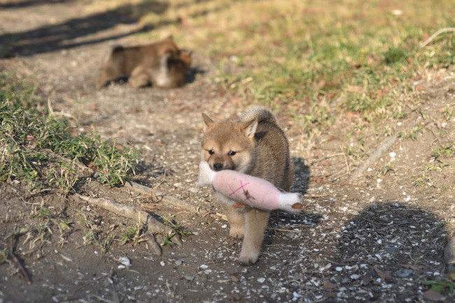 柴犬の兄妹の一番の楽しみは肉のオモチャ