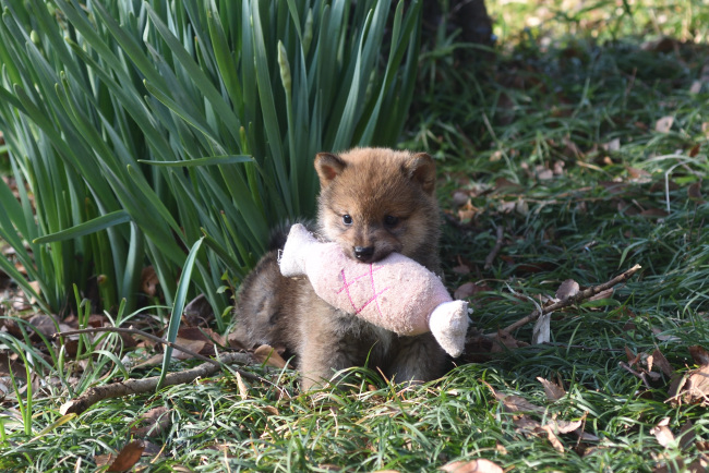 柴犬の兄妹の一番の楽しみは肉のオモチャ