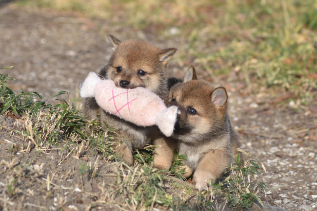 柴犬の兄妹の一番の楽しみは肉のオモチャ