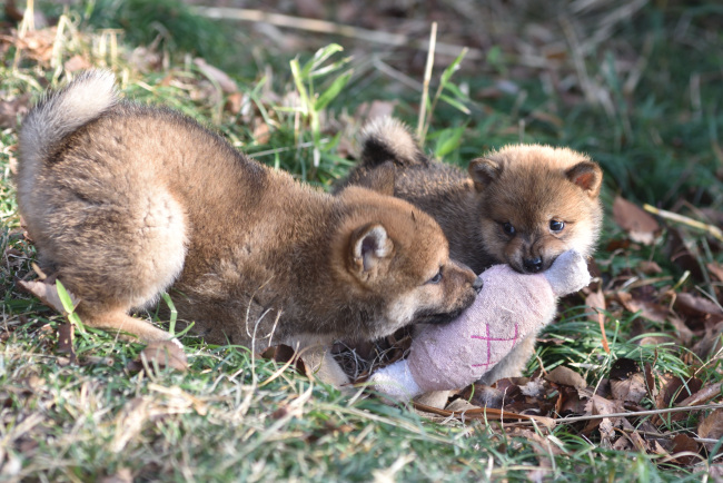 柴犬の兄妹の一番の楽しみは肉のオモチャ