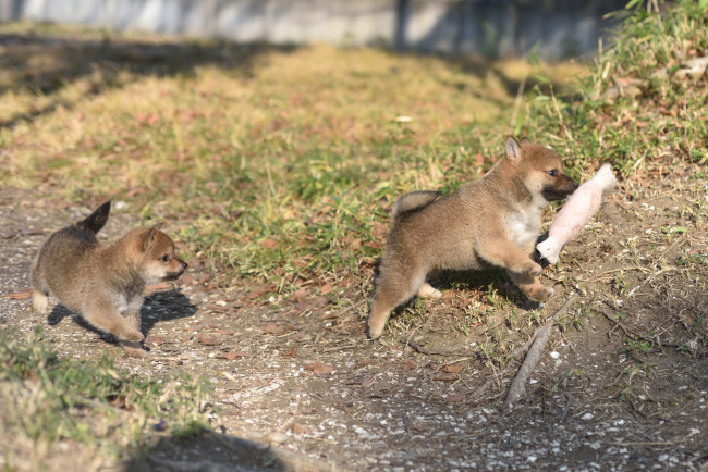 柴犬の兄妹の一番の楽しみは肉のオモチャ