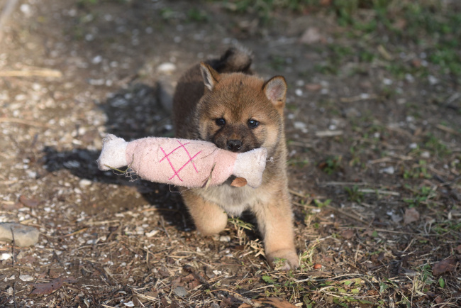 柴犬の兄妹の一番の楽しみは肉のオモチャ