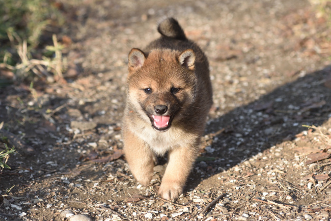 笑顔の柴犬の子犬
