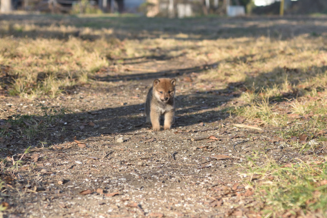 柴距離を把握する柴犬の子犬