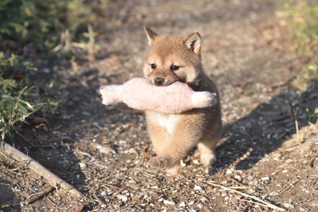 柴犬の兄妹の一番の楽しみは肉のオモチャ