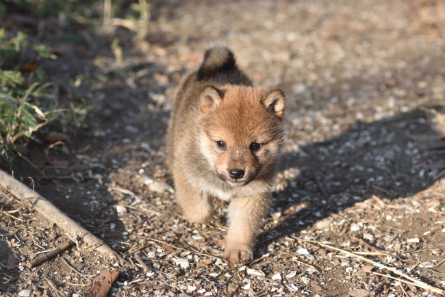 歩く柴犬の子犬