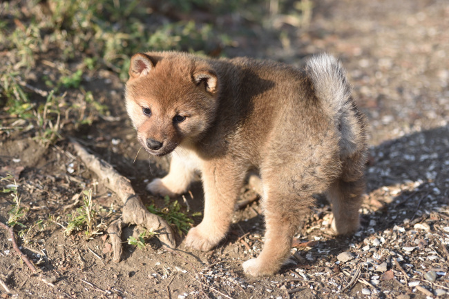 立ち尽くす柴犬の子犬