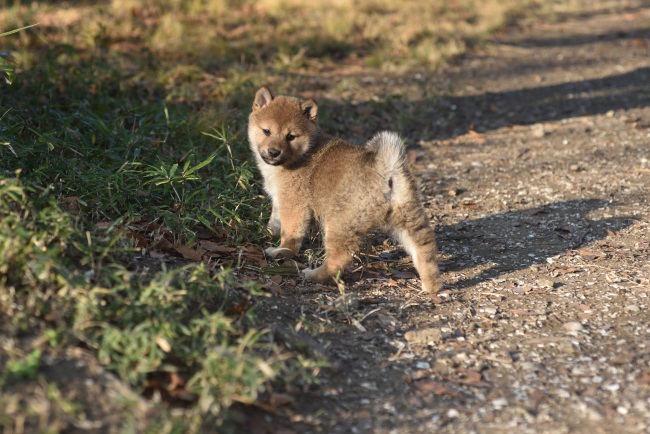 振り返る柴犬の子犬