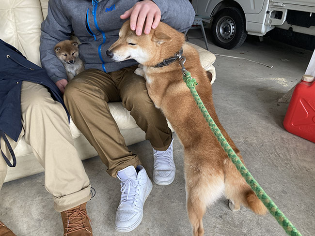 柴犬菊次郎くんの懐き方