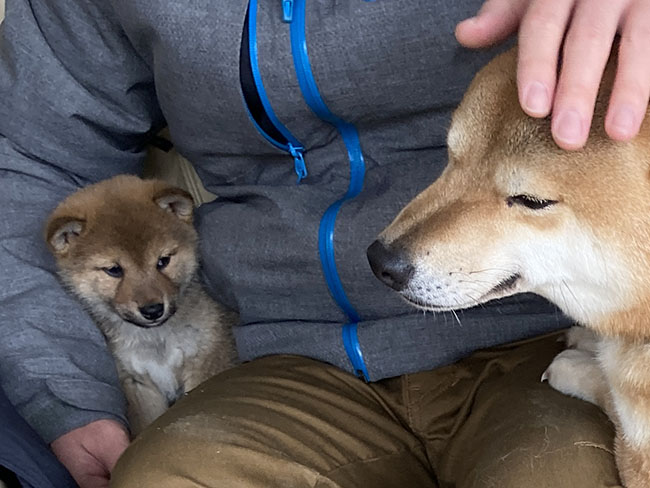 柴犬菊次郎くんの懐き方