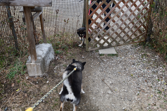 お母さんの黒柴チコちゃんとの再会