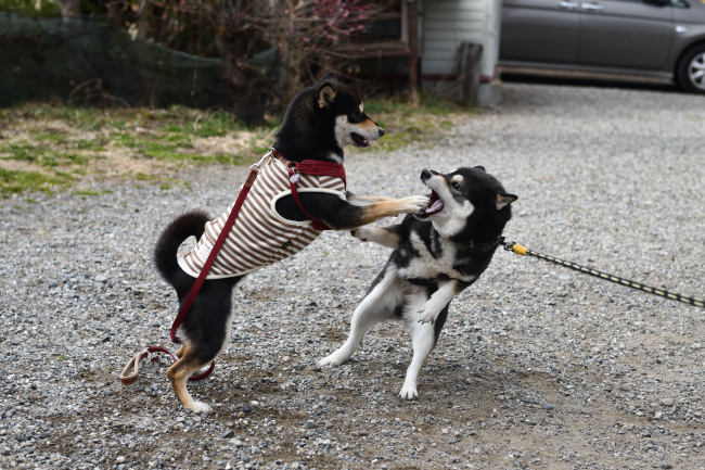 柴犬親子のワンプロ