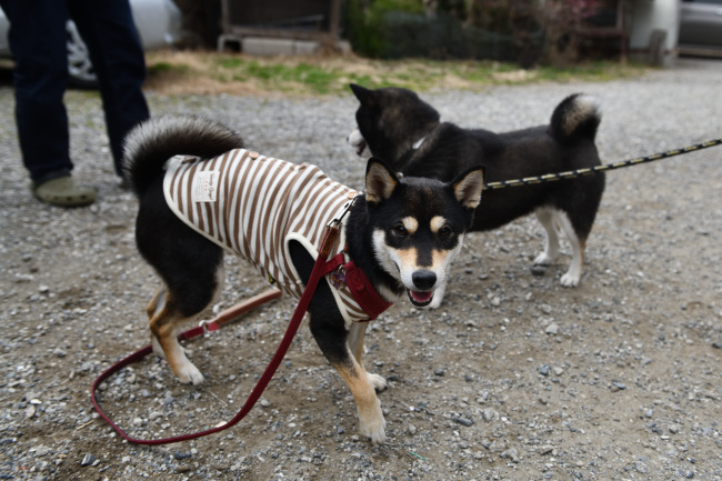 柴犬親子のワンプロ