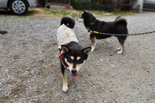 黒柴あんこちゃんと黒柴チコちゃん