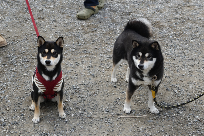 黒柴あんこちゃんと黒柴チコちゃん