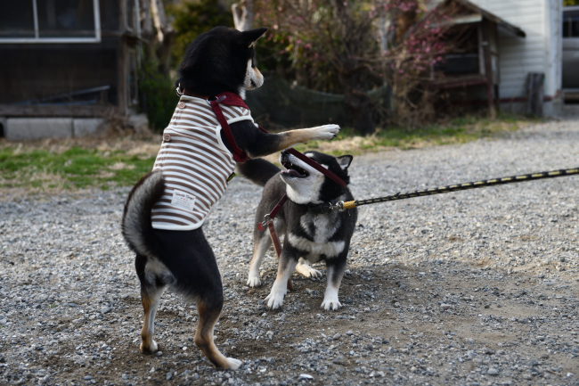 黒柴親子のワンプロ２