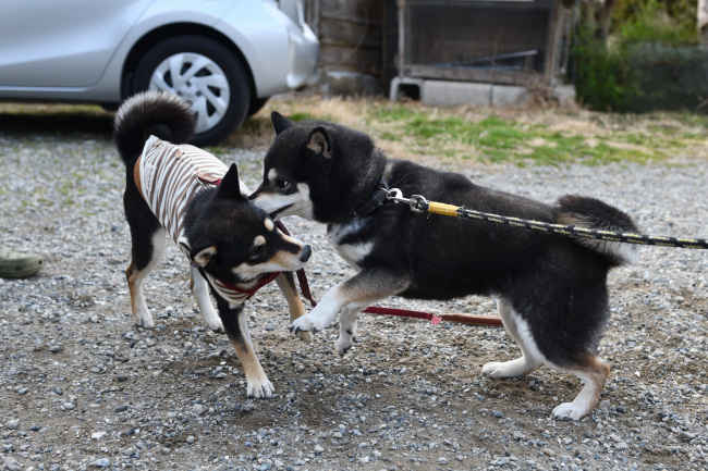 黒柴親子のワンプロ２
