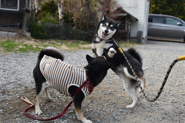 黒柴親子のワンプロ２