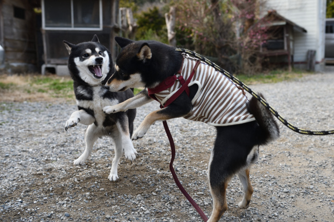 黒柴親子のワンプロ２