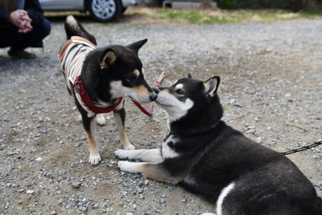 黒柴親子のワンプロ２