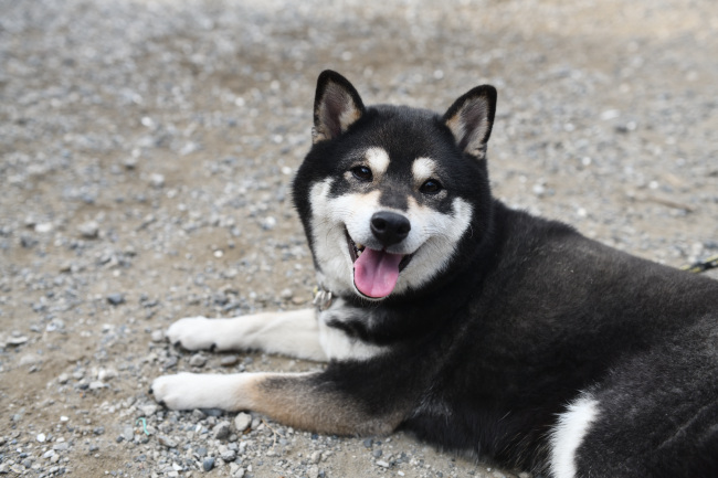 疲れ切っている黒柴チコちゃん