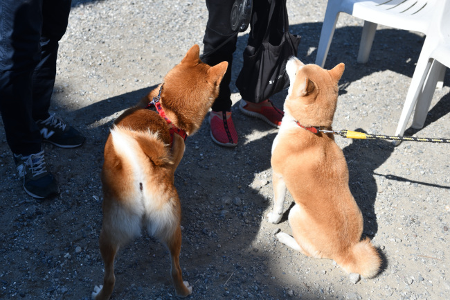 柴犬ムギとゆきまる君